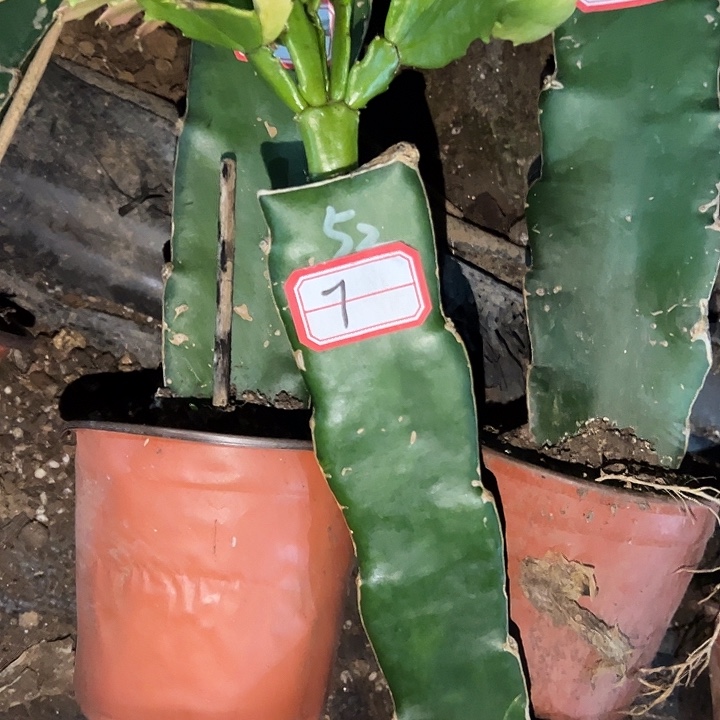 ，7号带盆052天使的云