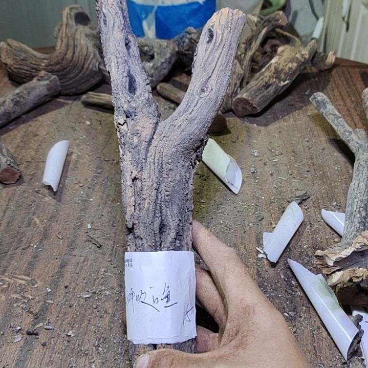 *****火琉璃原杈不保沉水慎拍！