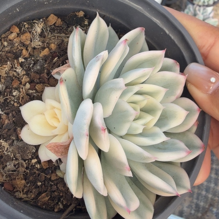 月亮仙子锦 腹轮锦