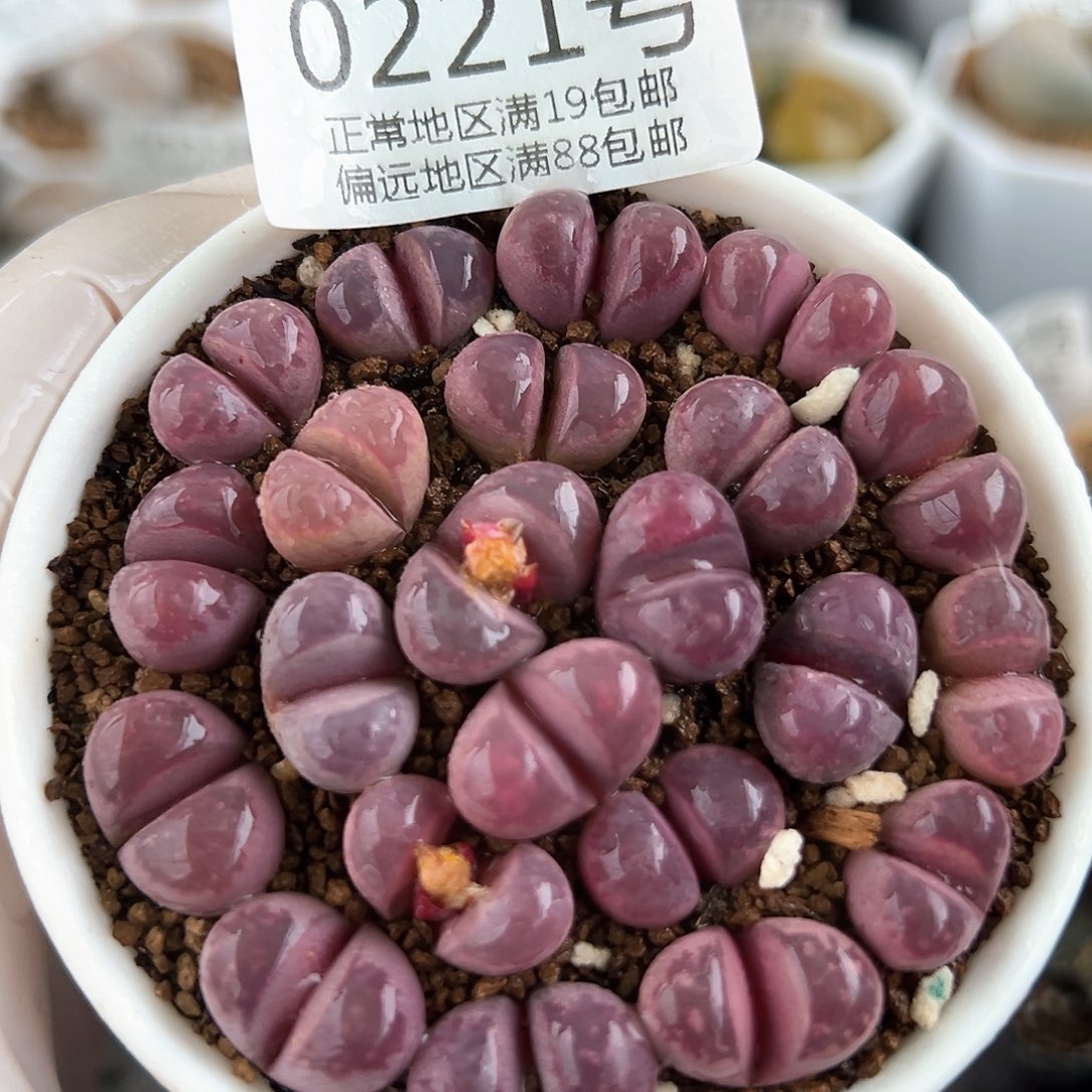 好养易活生石花大母本0221