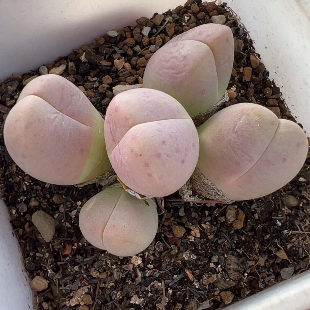 185多肉植物种类多样