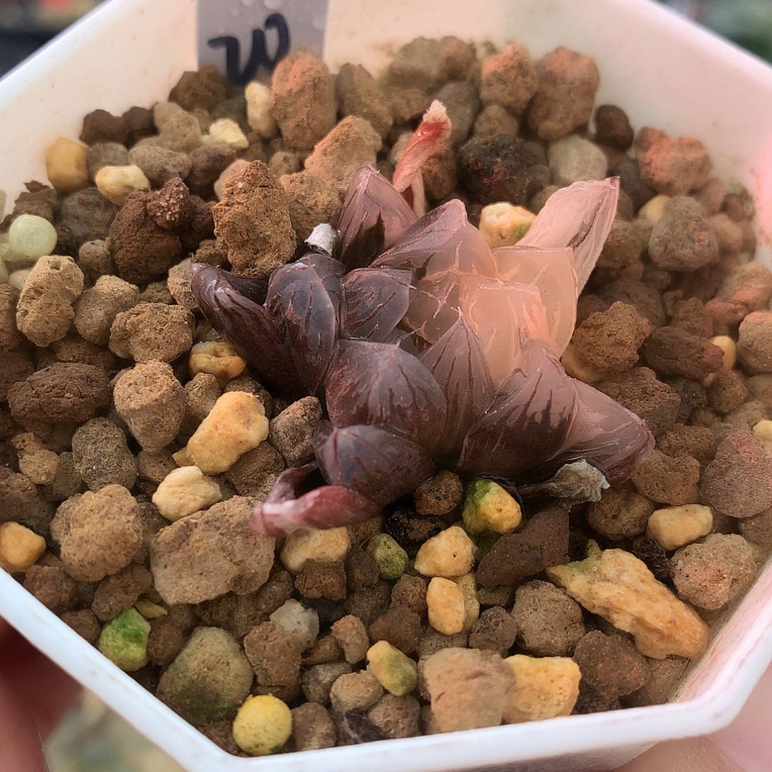 龙爪玉露锦一物一拍