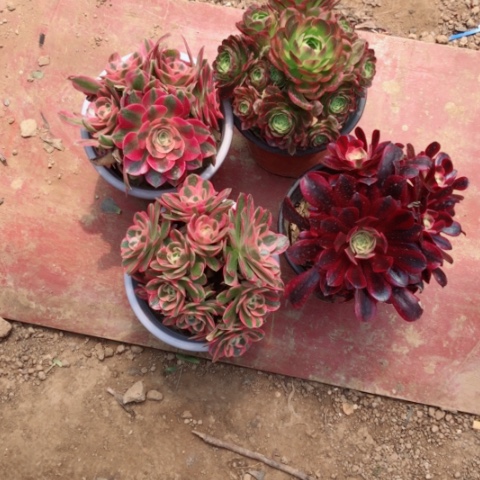 多肉法师四颗清棚价