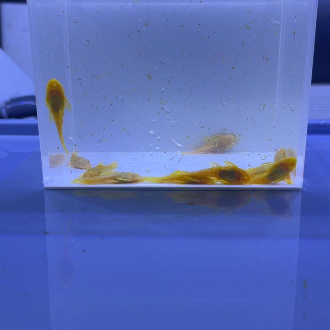 孔雀鱼大胡子十条开箱视频报损