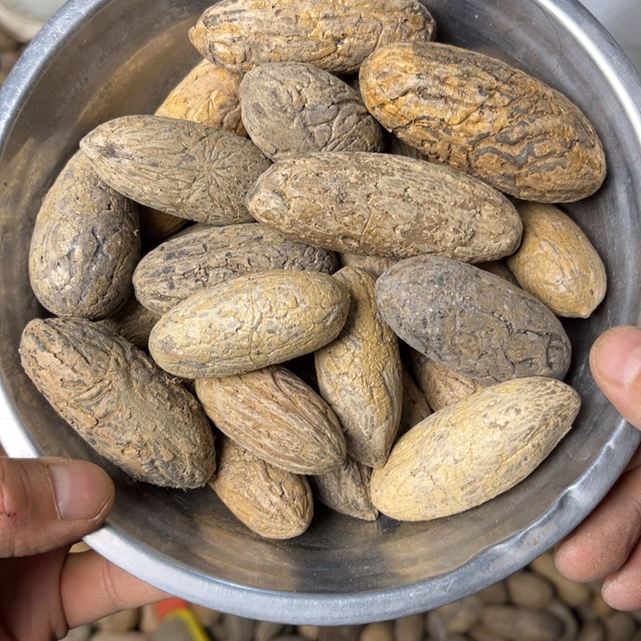 千眼菩提吊坠天眼菩提一大盆