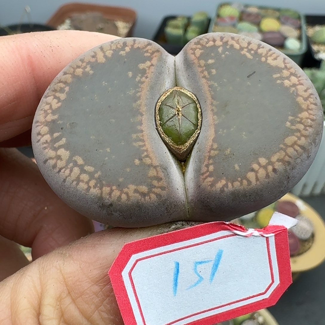 151多肉哈哈哈哈哈哈哈