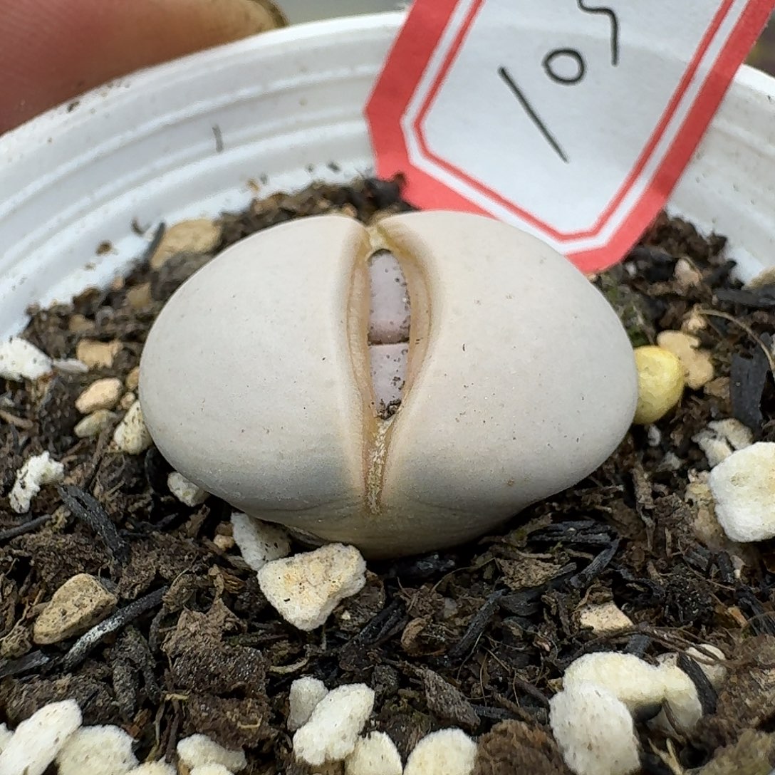 103多肉哈哈哈哈哈哈哈