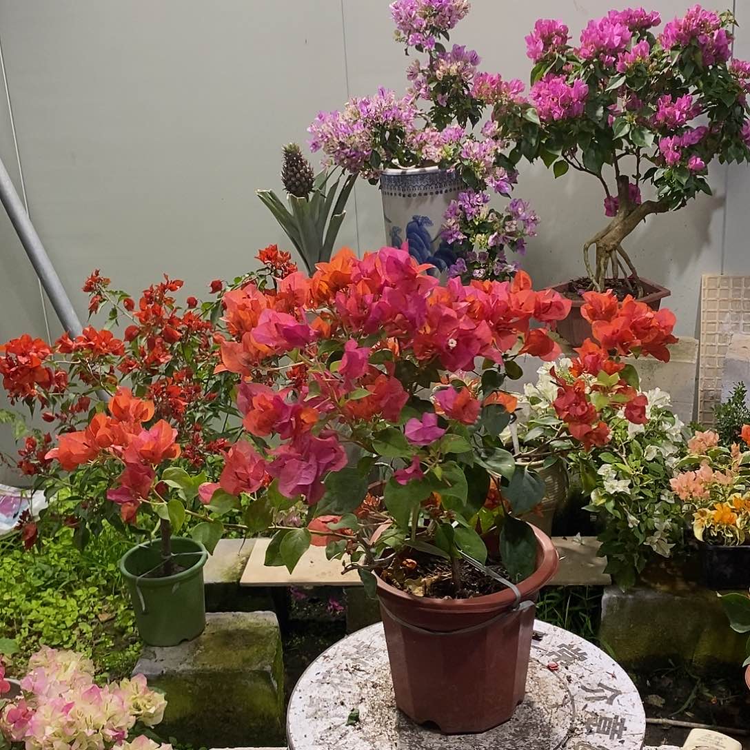 大部分开放少量花苞