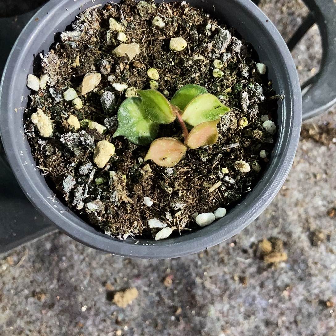 肮***包完全开放小章鱼外锦40