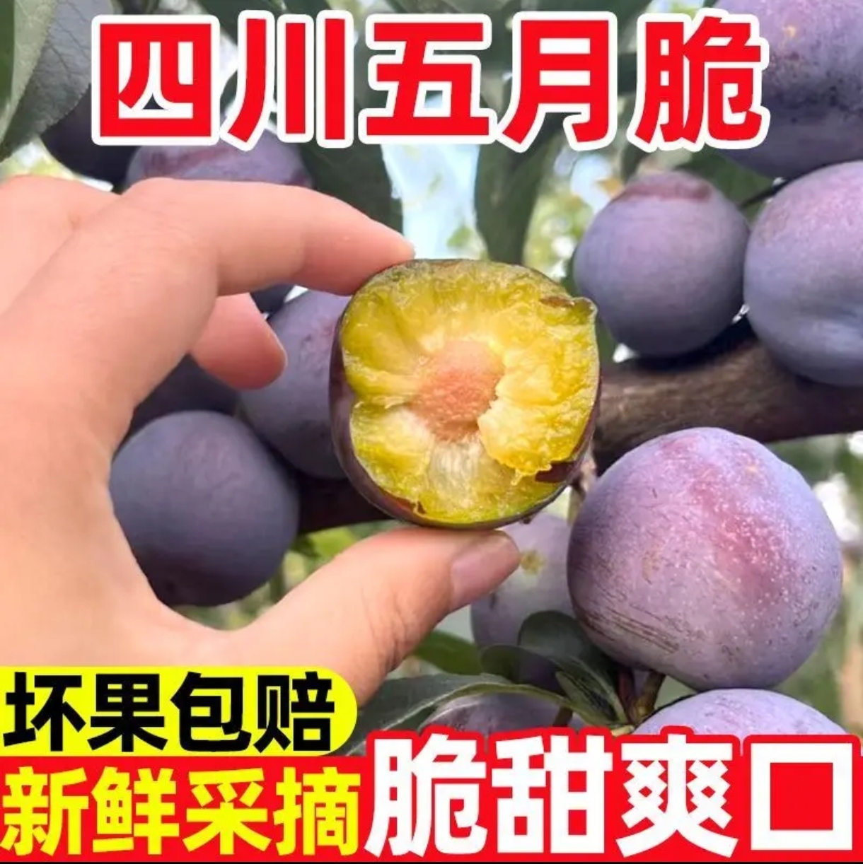 四川五月脆凤凰李5斤特大果新鲜现摘现发脆甜多汁当季水果