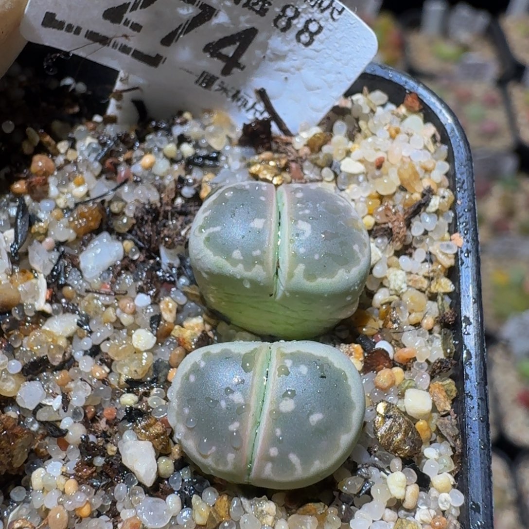 Ssss精品生石花274