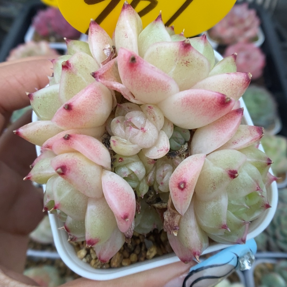 蜜蜡麦秆群生967号。  