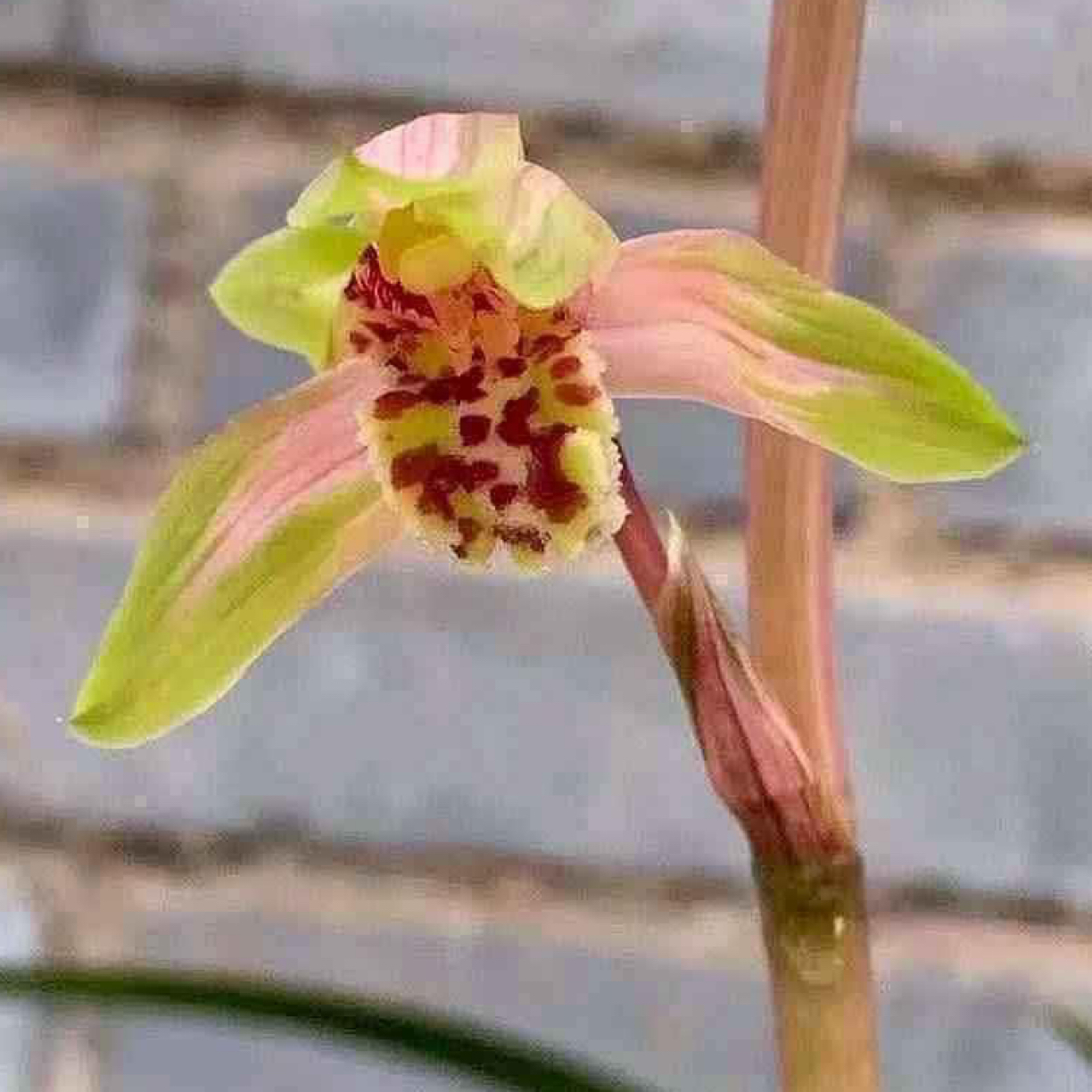 桃花潭水-送春艺草-硬化10个月-连体2苗-人工养殖