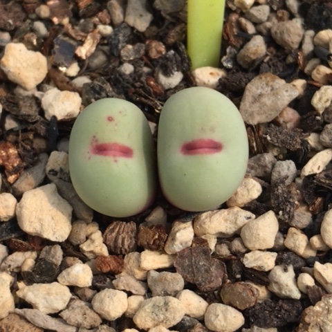 多肉肉锥 双头红嘴