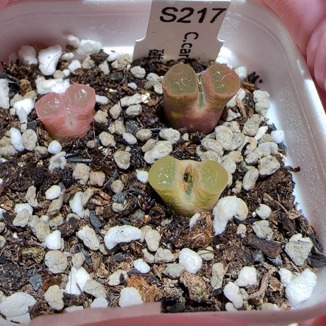 肉锥多肉植物百科-磁铁一盆869