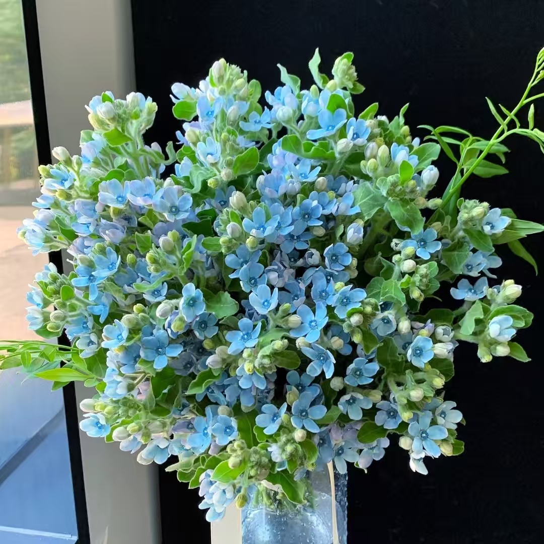 【蓝星花1扎】 2单鲜花升级顺丰冷链/德邦空运