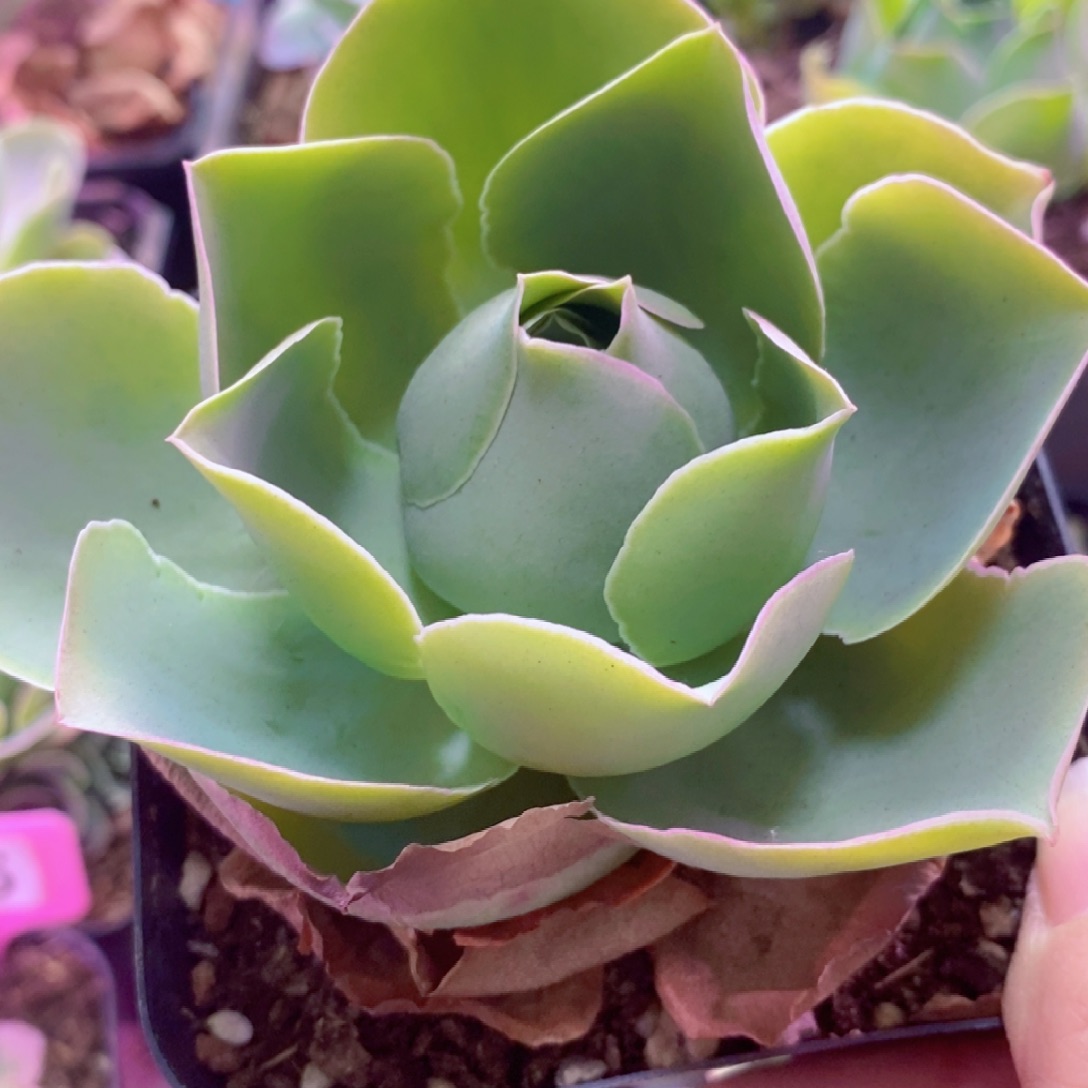 山地玫瑰一物一拍920姹紫嫣红