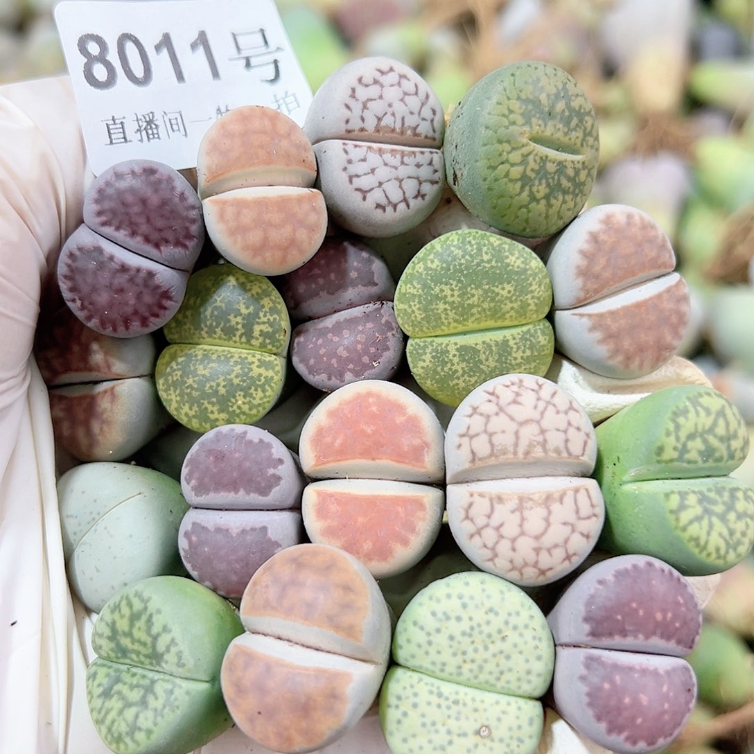 8011 好养易活生石花大母本18个