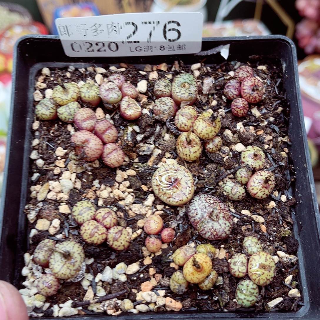 郎哥多肉生石花20-276
