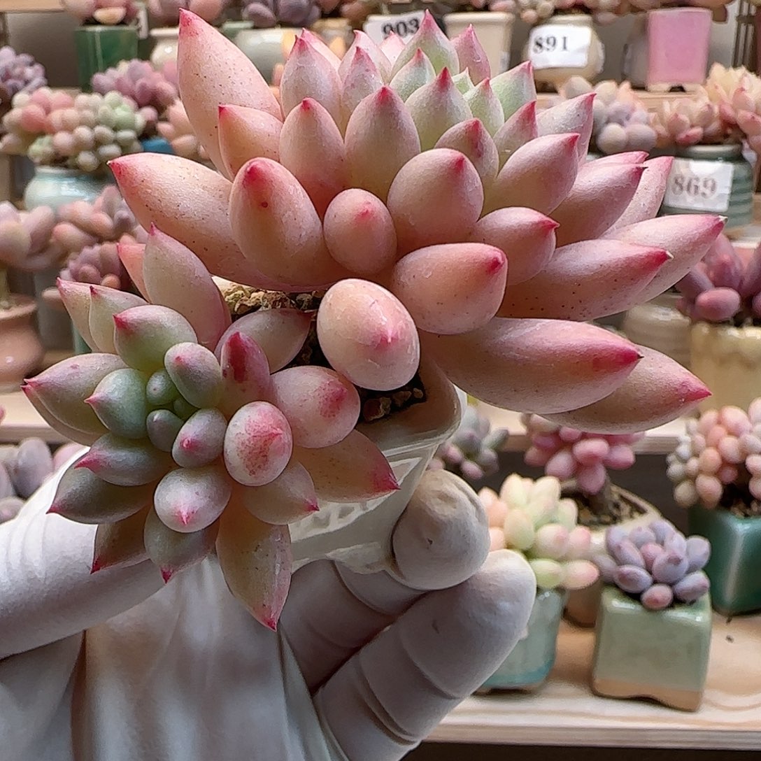 月鸣拇指盆多肉岩字