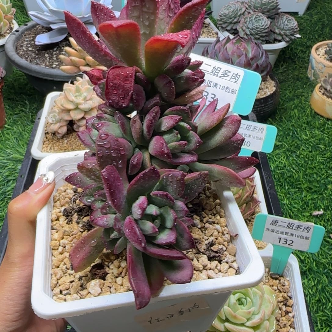 唐二姐多肉编号133