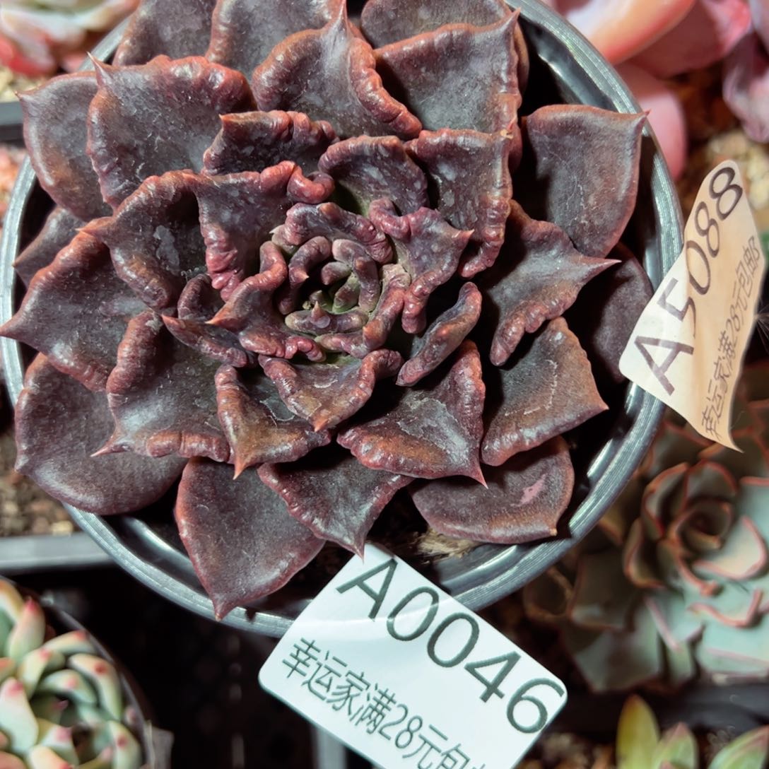 幸运的是我的朋友