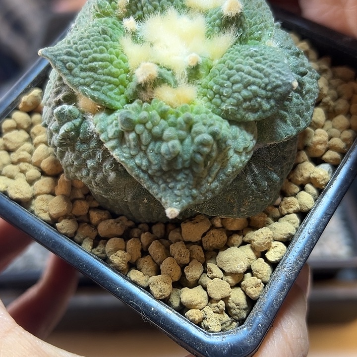 7号根芽丸尤怒涛6.7公分带盆