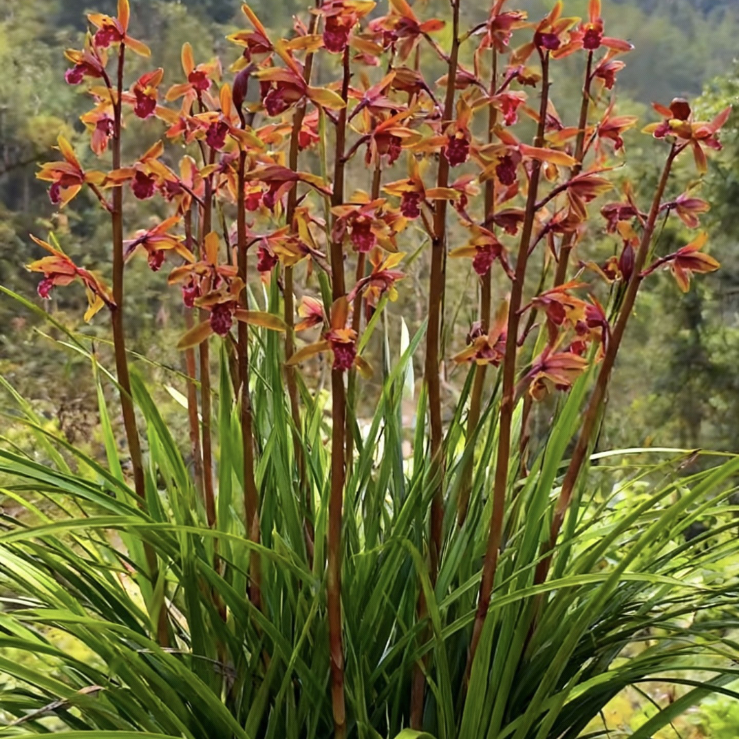 湖北随州浓香型蕙兰红色一杆多花特香易养养花兰花苗兰草花