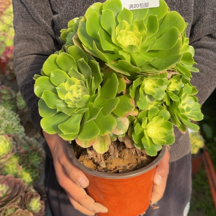 瑞妈，，，，。。621辛尼亚，