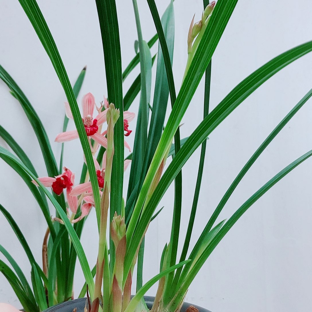 当前无花栽培后可以开花