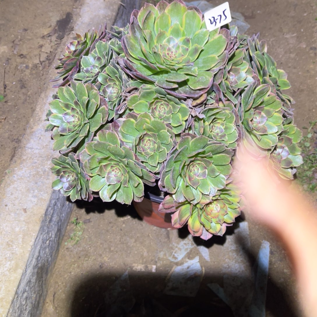 12-23-75半夏法师锦