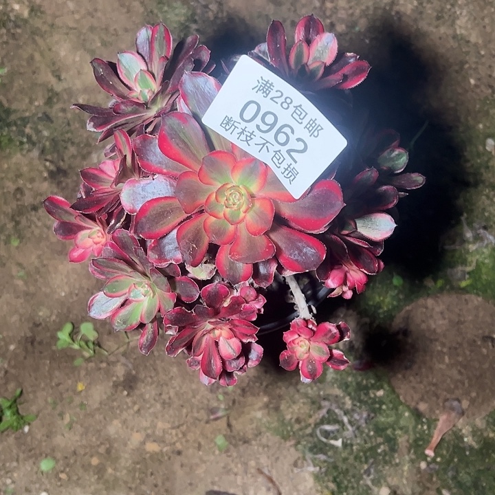 0962香奈尔多肉植物