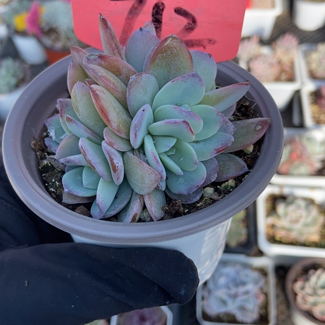 712布鲁蓝多肉植物