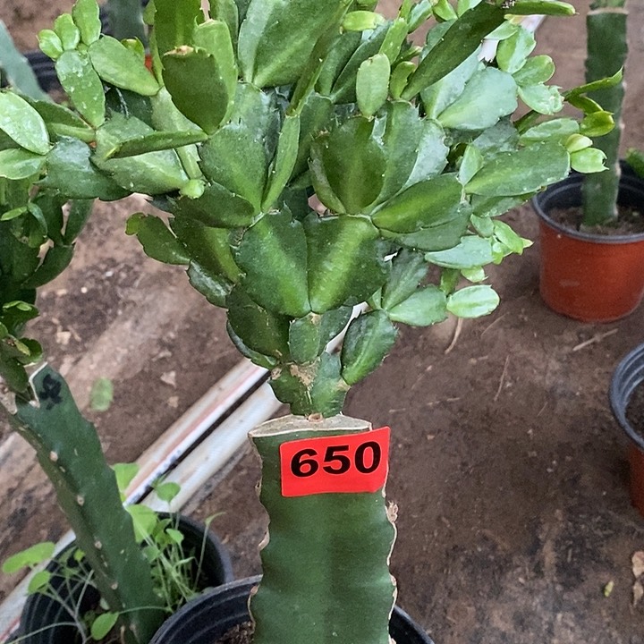 无花朵桩子有弯度054，650号新疆不包邮