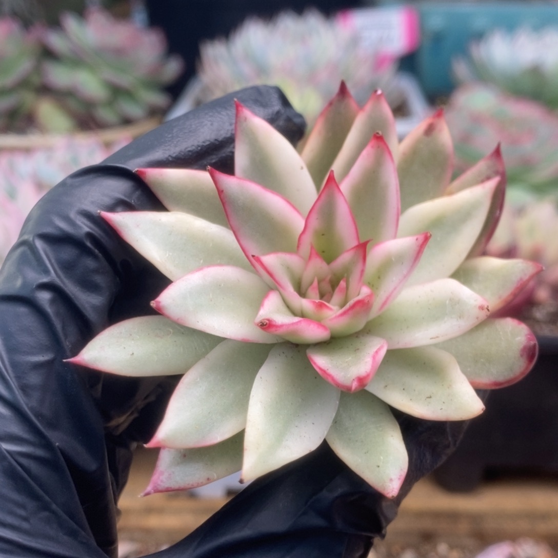 721吉赛尔侧芽锦锦锦锦锦