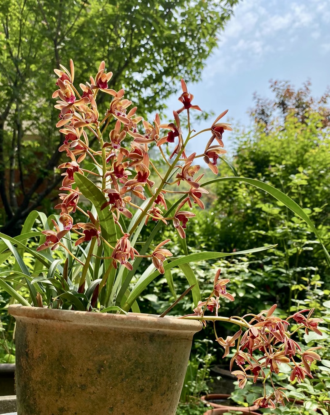 兰花 盆景 补差价随单专用链接