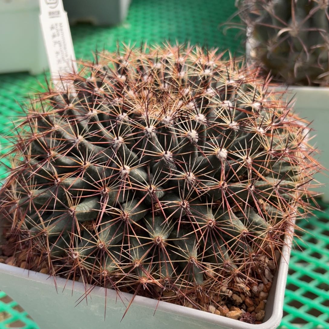 鹿角柱实生仙人球嘎嘎丸