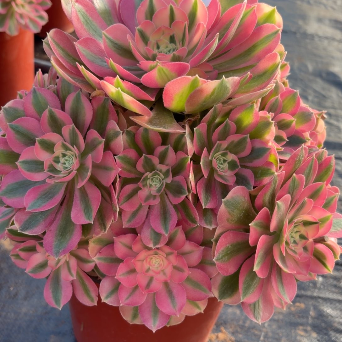 ****上粉女巫老桩026肉肉肉肉肉