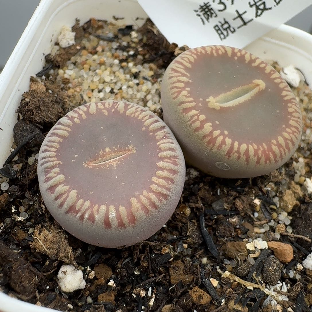 697多肉哈哈哈哈哈哈哈哈