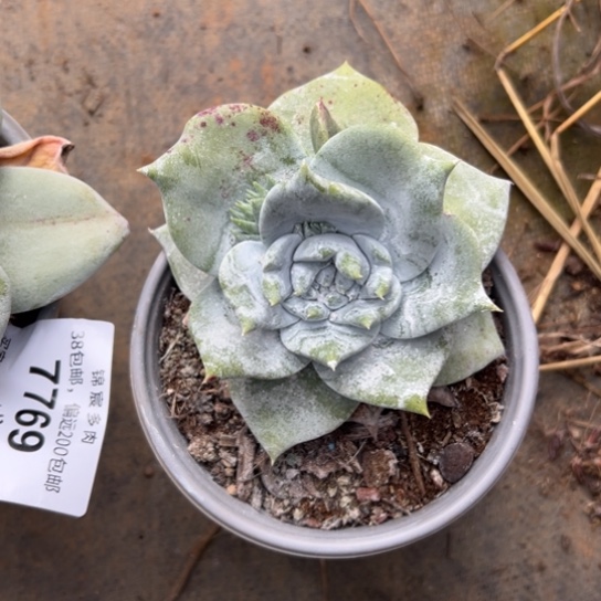 甜****y姐姐～一物一拍7770