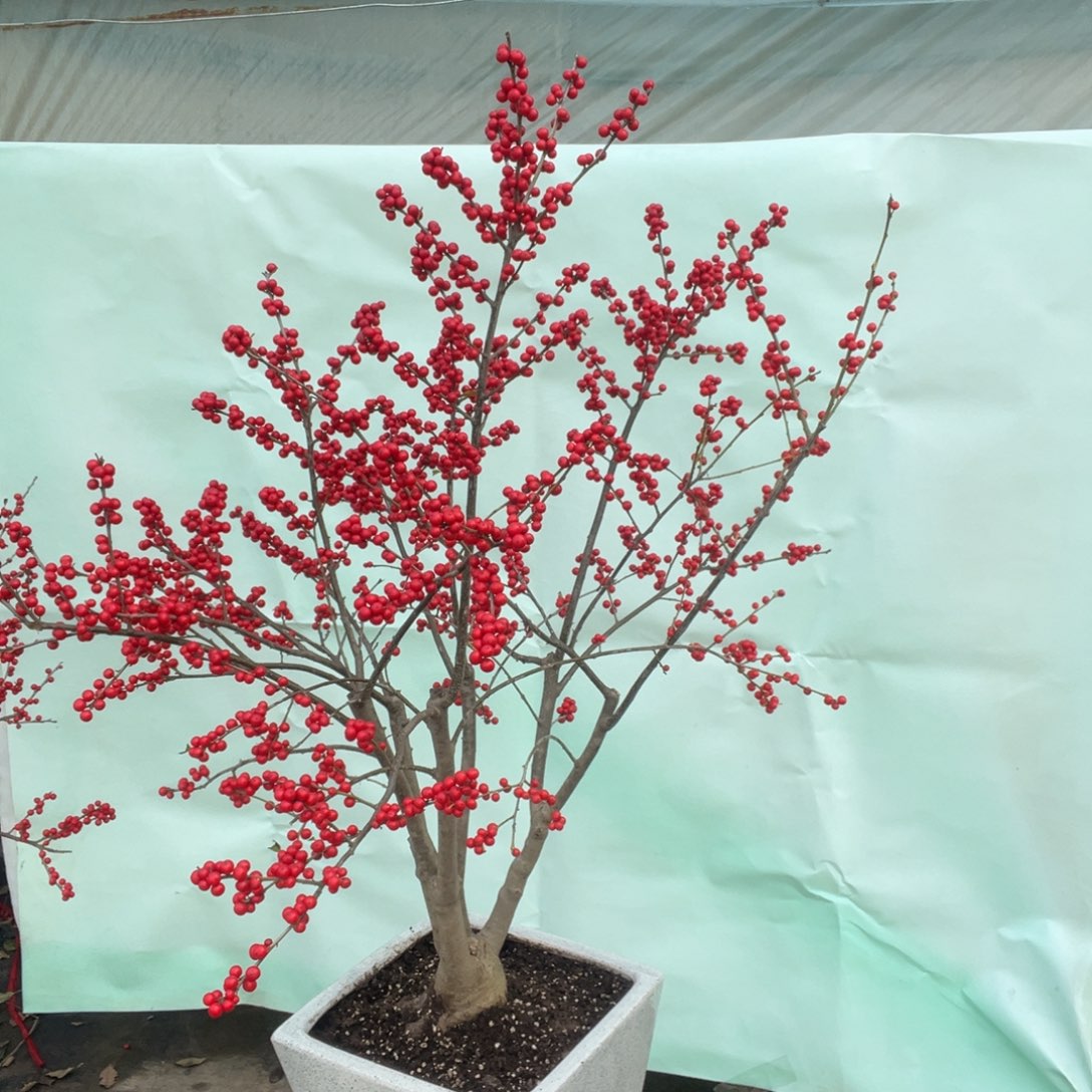 青***子无花朵北美冬青一物一拍拍260