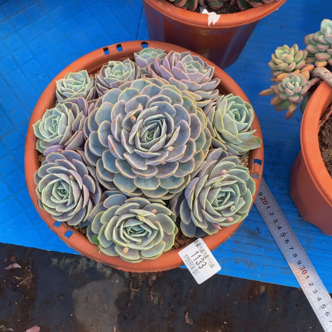 旭*1133蓝色惊喜多肉