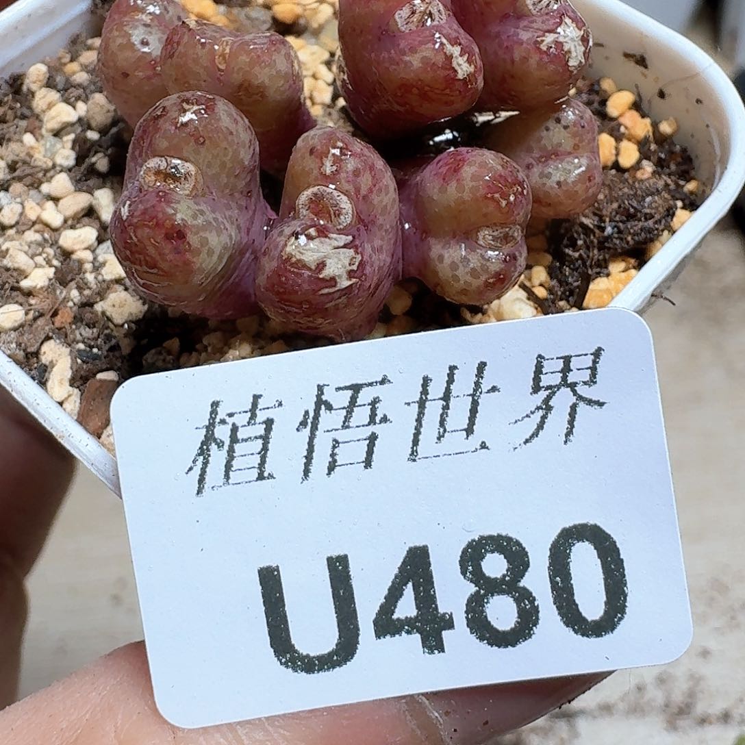 480号多肉植物哇c vv
