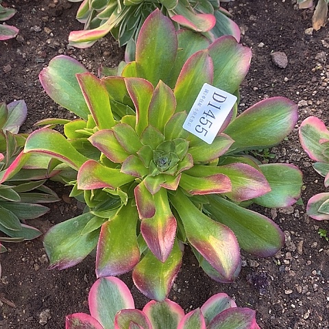 1455女郎多肉中斑法师