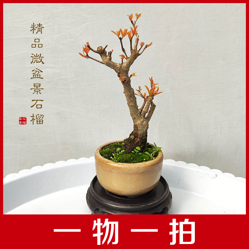 石榴微盆景小品掌中宝精品紫玉宫灯石榴开花植物一物一拍带盆发货