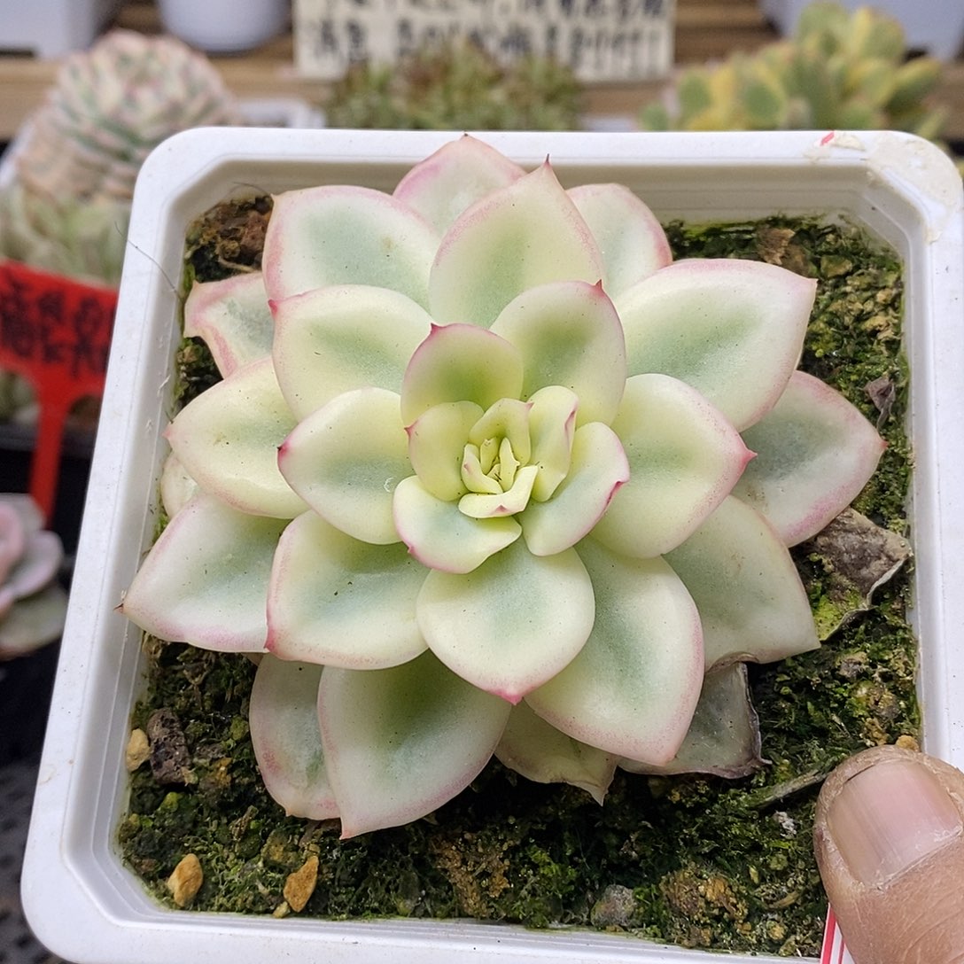 02192 极品晨露宽覆轮锦 12 厘米盆 需延时发货