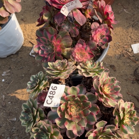 多肉植物倾成二个