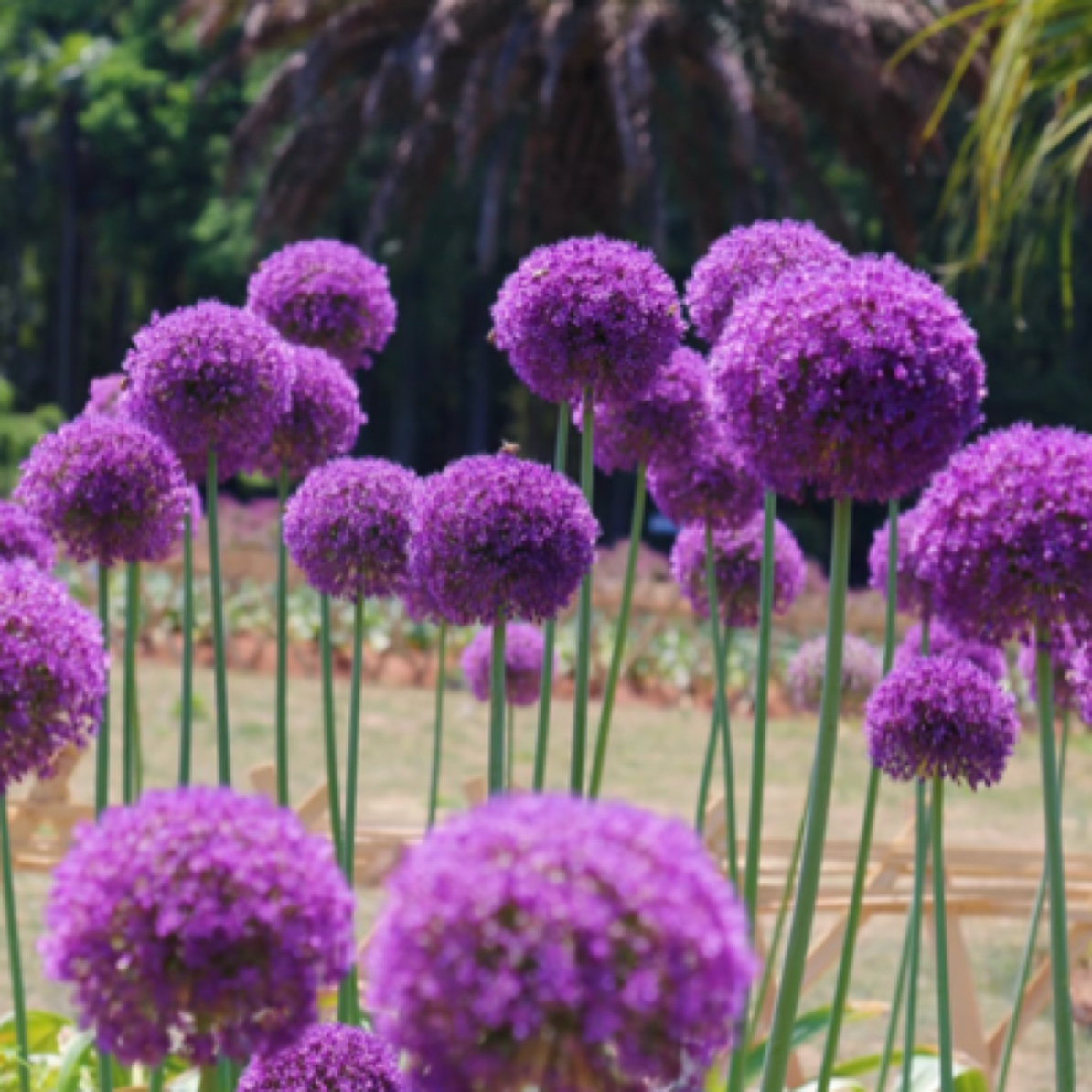 大葱花  店铺满2单冷链链包邮