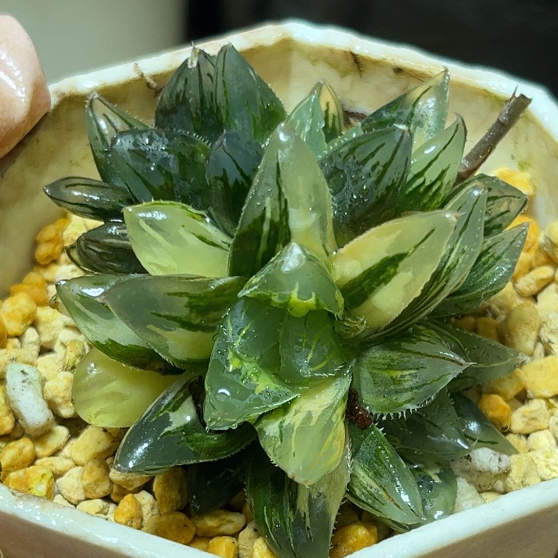恭喜发财大吉大利713