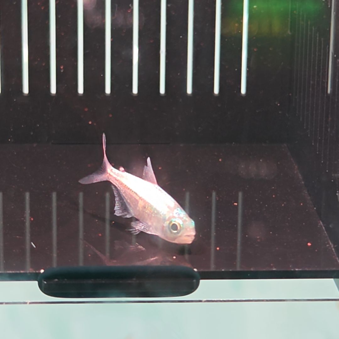 灯科鱼白金粉钻(碎金)一只